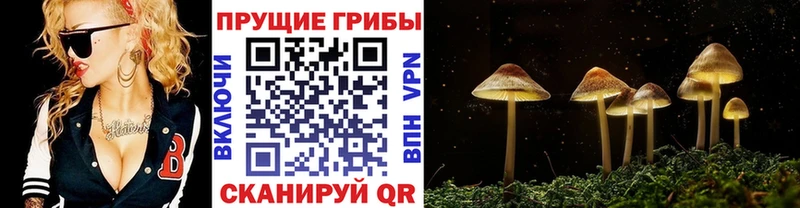 Галлюциногенные грибы Psilocybe  закладка  Новомосковск 